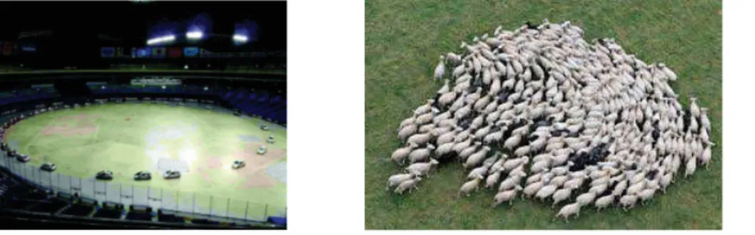 Figure 1.3 – Exemples de mouvements collectifs. À gauche file de voitures (The Ma- Ma-thematical Society of Traffic Flow http ://traffic.phys.cs.is.nagoya-u.ac.jp/), à droite un troupeau de moutons (Projet ANR Panurge).