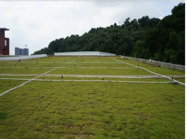 Figure 12. The vegetation roof top of People’s Athletic Center of Guangming New District