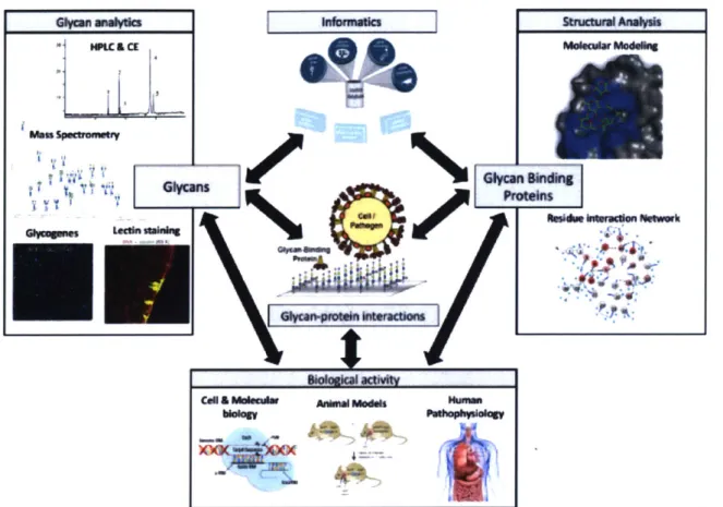 Figure  1.2 Schematic  depicting an  integrated  approach to decode structure function relationships of glycans