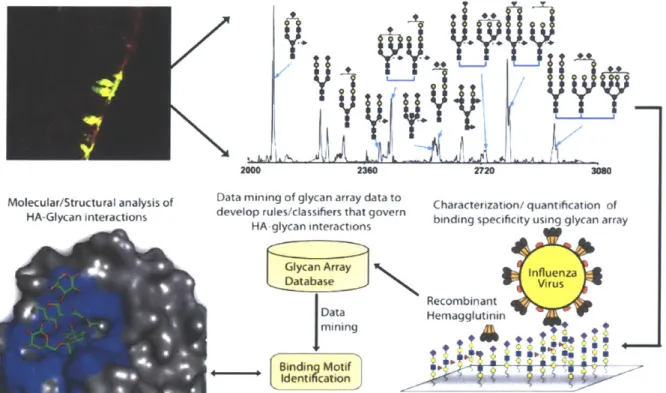 Figure  1.9  Integrated  analyses  to elucidate the key  determinants  of  HA-glycan  interactions that govern  Influenza  A pathogenesis