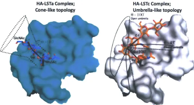 Figure  1.10 Topology  Influences  HA-glycan  specificity. Interactions  of HA with  cone-like topology is characteristic of avian  HA binding  to a2-3  and short a2-6 glycans