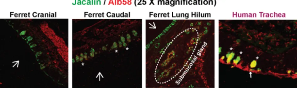 Figure 5. Co-staining of recombinant Alb58 (H2) HA with Jacalin. Ferret cranial, caudal and lung hilar regions were co-stained with 10 mg/ml of Jacalin (FITC labeled) and 20 mg/ml of recombinant Alb58 HA