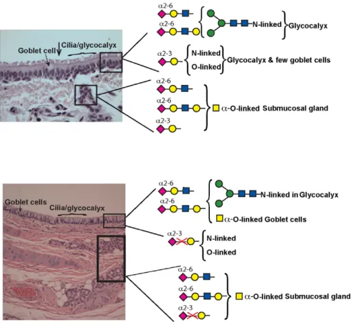 Table S1 Glycan binding specificities of lectins used in this study. Shown in the table is the panel of lectins used in this study and the cartoon representation of glycan motifs recognized by these lectins