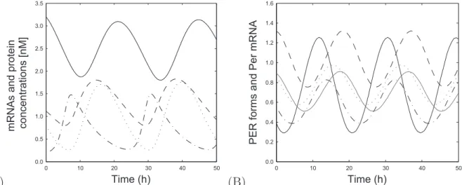 Figure 1.3: (A) Becker-Weimann et al. circadian model: proteins and mRNAs concentra- concentra-tions