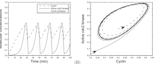 Figure 1.5: Albert Goldbeter cell cycle model: sustained oscillations of cyclin concentration, active cdc2 kinase, and cyclin protease