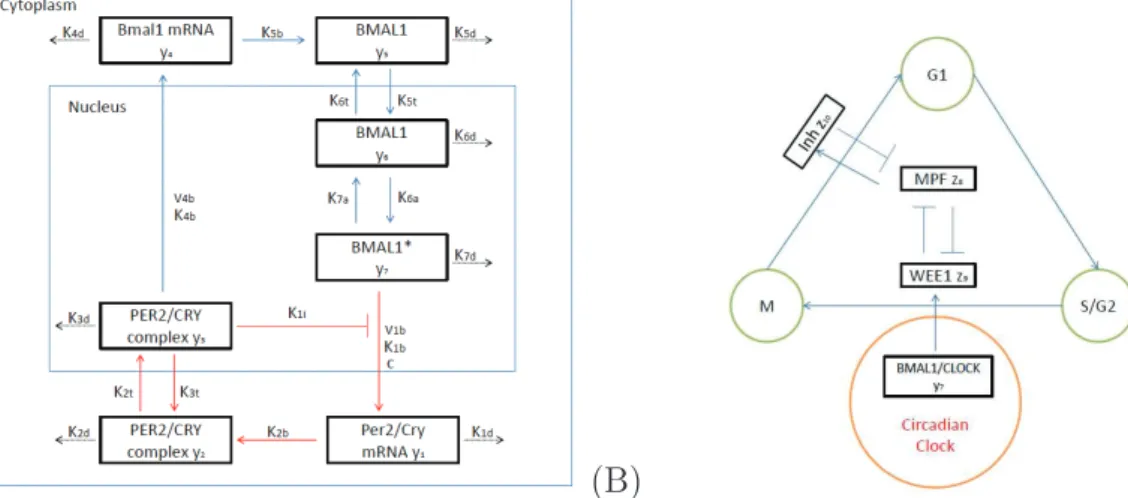 Figure 2.1: (A) Scheme of the circadian clock network: the activated heterodimer BMAL1/CLOCK (BMAL1  , y 7 ) activates Per2 and Cry genes, which produce Per2/Cry mRNA (y 1 )