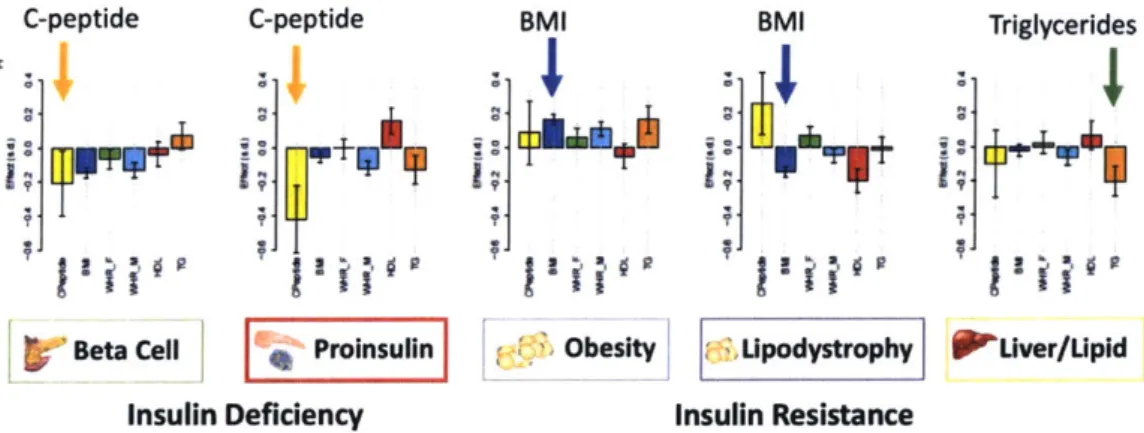Figure 4: Genetically  defined  T2D  Clusters  by  Udler et aL  [301