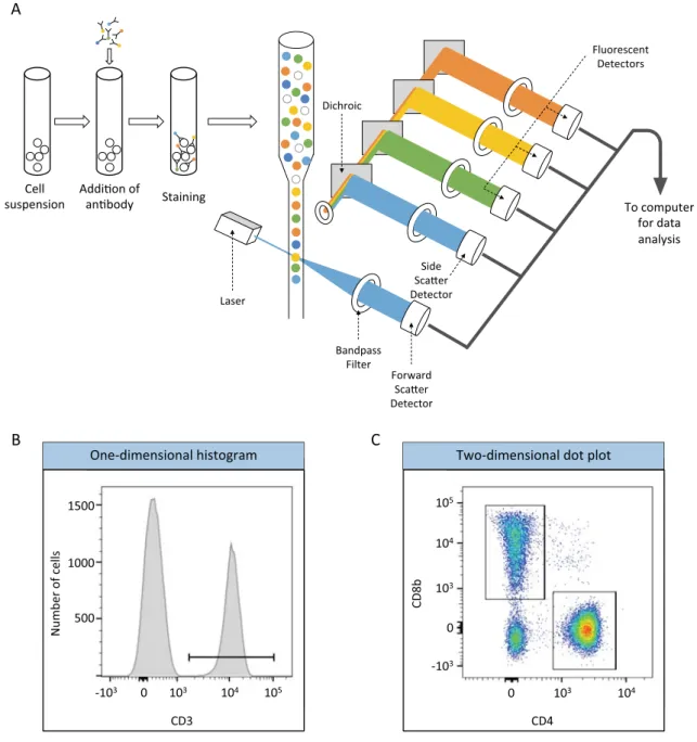 Figure 1.2: Schematic representation of a ﬂow cytometer and ﬂow cytometry data analysis (A) Flow cytometer (B) Flow cytometry data analysis with one-dimensional histogram: