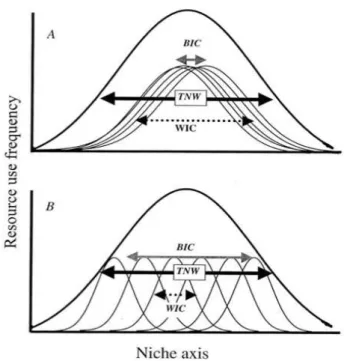 Figure 7 Les deux cas de figure d’une population  généraliste: (A) individus généralistes et (B) individus  spécialistes sur différentes ressources