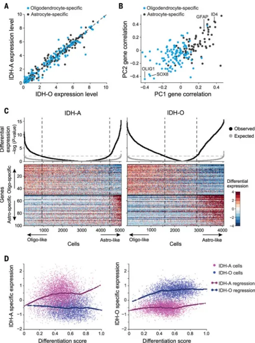 Fig. 2. Glial lineages are shared among IDH-A and IDH-O