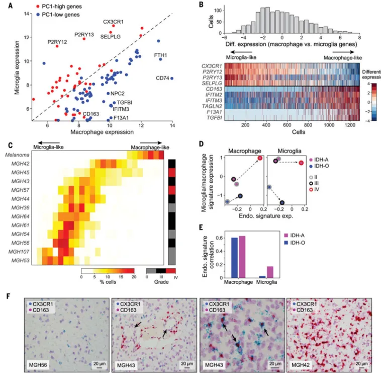 Fig. 5. Microglia and macrophages across IDH-mutant gliomas