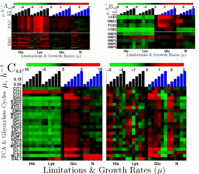 Figure  9.  Expression  Signature  of  Fermentative  Growth  and  Metabolism.  (A)  PAU  and  Ergosterol  biosynthesis genes