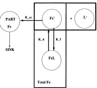 Figure  2-5:  Schematic  diagram  of the  complexation  model.  Dissolved  Fe  can  undergo two  transformations:  it  can  be  scavenged  or  it can  be complexed