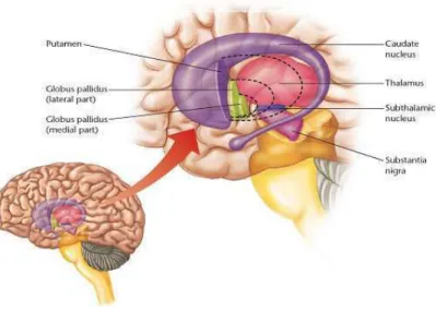 Fig. 5.2: Illustration des ganglions de la base dans le cerveau ainsi que ces diff´erents composants