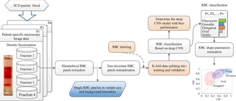 Fig 1. Overall flowchart of our proposed training and learning methodology for the sickle RBC-dCNN classification model describing the four main steps, including an independent shape factor analysis.