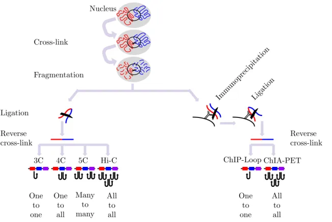 Figure 2.15. Schematic view of 3C and its derived methods. Initial common steps: