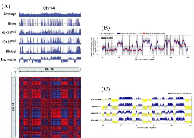 Figure 2.17. Dichotomic view of the topological and functional organisation of the nucleus