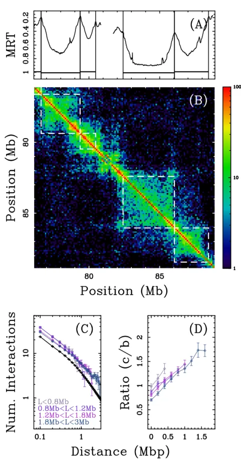Figure 2.19. Are replication U-domains structural units of Hi-C matrix? See next page.