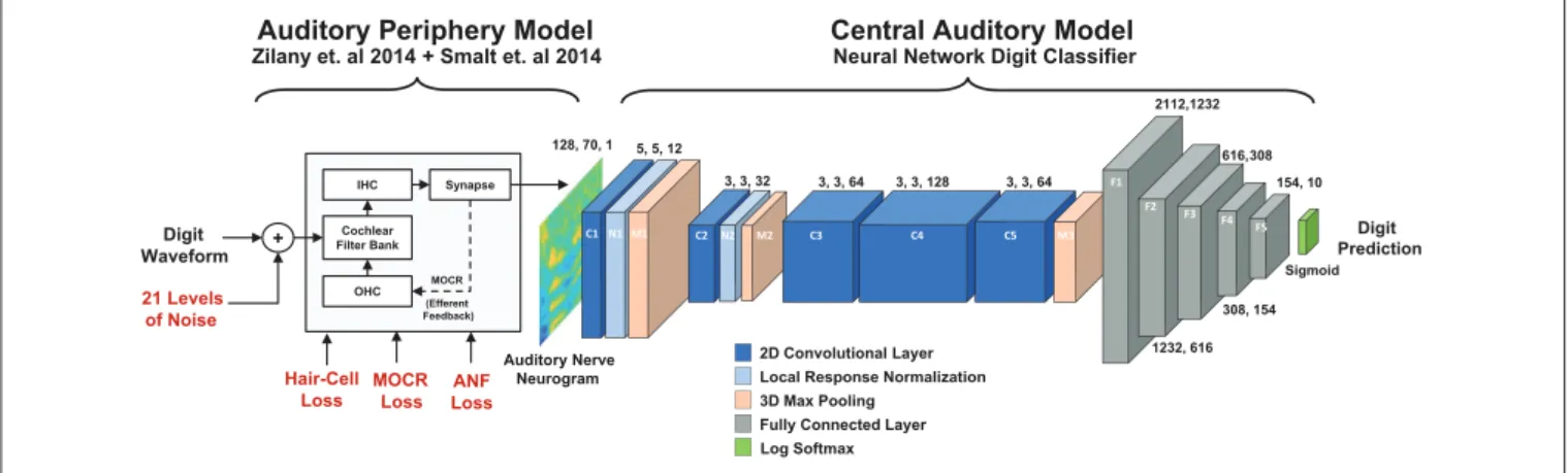 FIGURE 1 | Diagram of the two stage digit-in-noise processing model. This two-stage model takes an acoustic waveform as its input and outputs a prediction of the spoken digit in that waveform