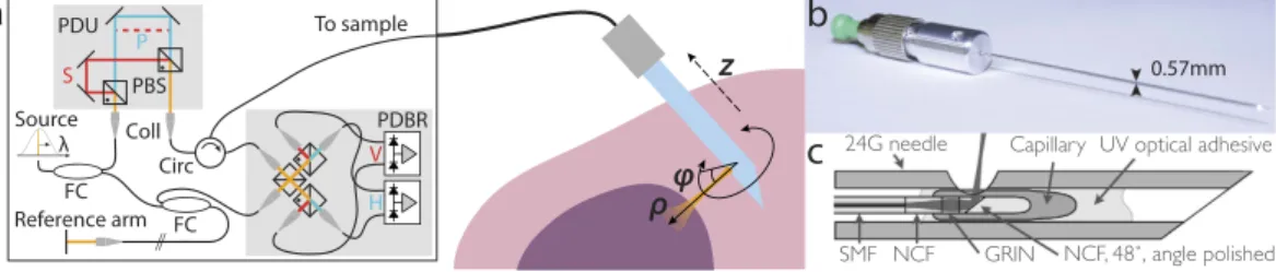 Figure 1. (a) Schematic of the PS-OCT system and the principle of needle-based imaging