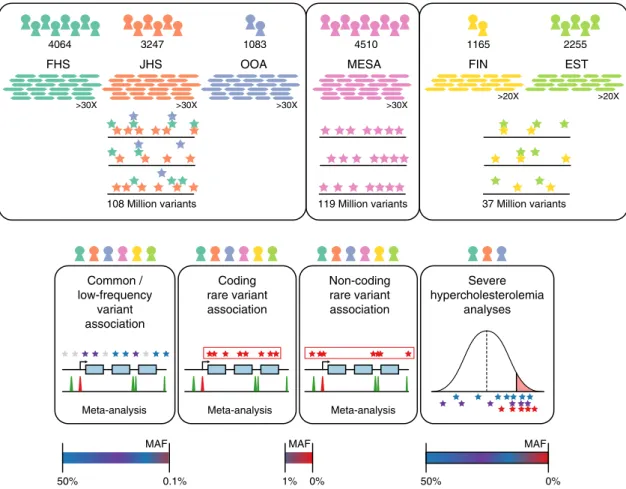 Fig. 1 Schematic of genomic variant discovery and analyses. Variants were jointly discovered in three distinct sets: (1) FHS, JHS, and OOA; (2) MESA; and (3) EST and FIN