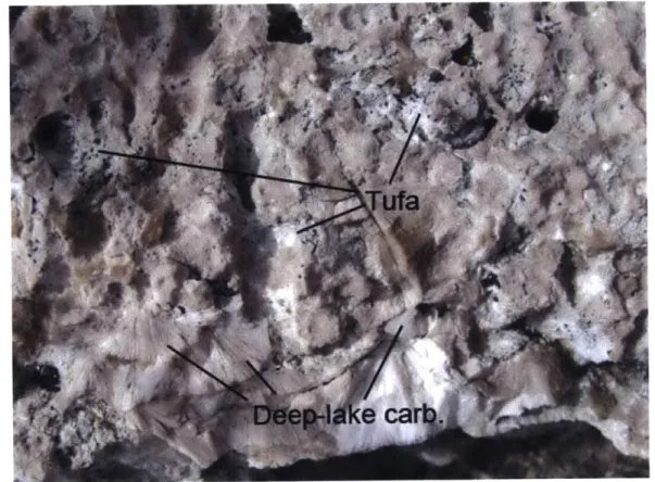 Figure 5:  Deep-lake  carbonate  fans (cream-colored)  cementing voids  within a  tufa deposit  (light colored  with  rough texture)