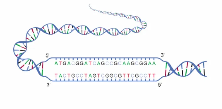 Figure 1 : Fragments de deux brins complémentaires d’ADN. La lecture de chaque brin se fait de l’extrémité 5’ vers l’extrémité 3’ 