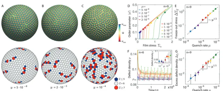 Fig. 2 KZ-type scaling laws for spherical surface crystals. (A–C) Crystalline surface patterns (top) and their corresponding Voronoi constructions (bottom) for different quench rates m at freeze-out time t f show an increase in the defect density for fast 