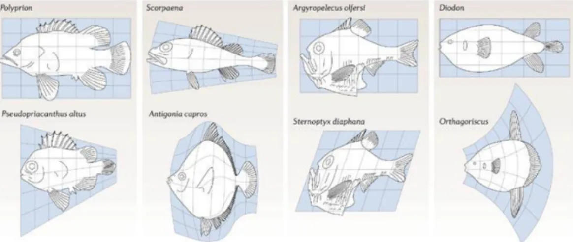 Figure 2.2  Exemples de transformations géométriques liant des espèces de poisson, d'après d'Arcy Thompson