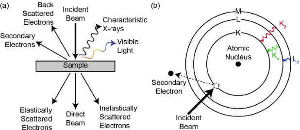 Figure 2-19. (a) Schematic representation of signals generated by electron beam irradiation