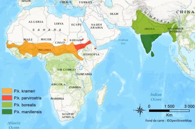 Figure 8 : Aire géographique naturelle des quatre sous-espèces de perruches à collier Psittacula krameri  (Cette  carte  a  été  réalisée  d’après  les  données  de  Baptista  et  al