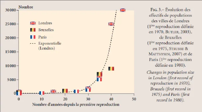 Figure  14  :  Evolution  des  effectifs  de  populations  de  perruches  à  collier  Psittacula  krameri  pour  les  villes de Londres, Bruxelles et de Paris (Tirée de Clergeau et al