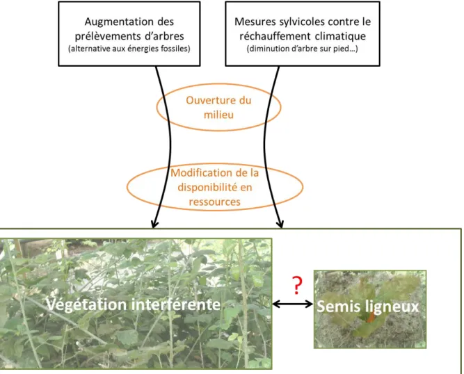 Fig.  4.  Impacts  des  modifications  de  gestion  sur  la  dynamique  forestière  via  le  contrôle  de  l’interaction entre végétation  interférente et  semis ligneux