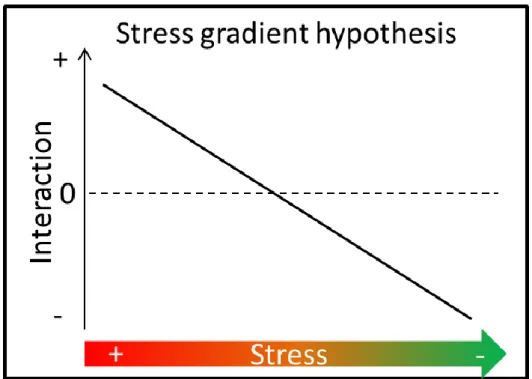 Fig. 10. Illustration de la &#34;stress gradient hypothesis&#34; reliant la nature de l’interaction au niveau  de stress (adaptée d’après Bertness and Callaway (1994))