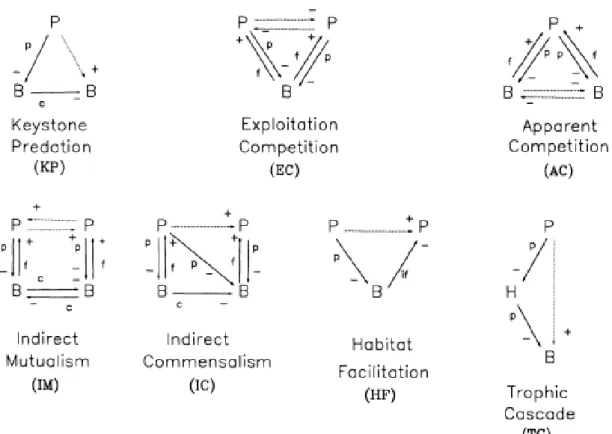 Fig. 14. Modèle des effets indirects. P, prédateur ; H, herbivore ; B, espèce de base