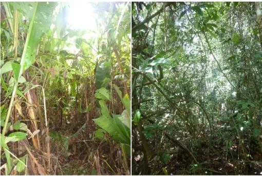 Figure 9 : deux types de végétation particuliers des Nouragues. À gauche, une cambrouse à Lasiacis côté Saut Pararé ; à  droite, une forêt de lianes côté Inselberg (photos S