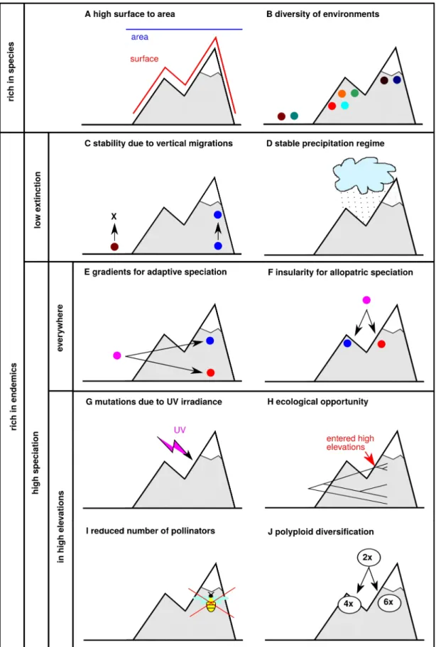 Figure 1: Explanations why mountains are rich in species (A-B) and in endemics (C-J). The explanations are further categorized based on whether they work with extinction (C-D) or speciation (E-J), and whether they are valid for mountain biotas as a whole (