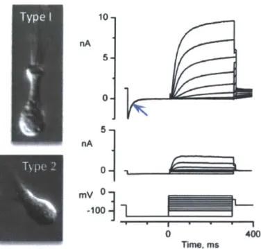 Figure  P2:  Examples of currents  recorded from type I  and type  11  vestibular hair cells.