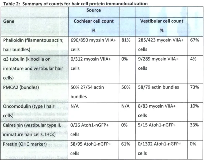 Table  2:  Summary  of counts for hair cell protein immunolocalization Source