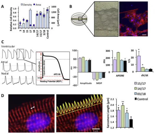 Fig. 3. Structural and electrophysiological characterization of hESC-CMs after 15 days culture on co-polymers and control 0.1% gelatin (A) Cardiomyocyte adhesion and cell size on selected co-polymers compared to their constituent homopolymers (n ¼ 4, ±SEM)