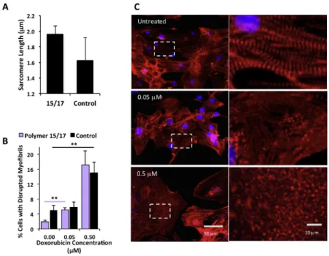 Fig. 4. Structural Characterization of monolayer derived hESC-CMs after 15 days culture on co-polymer 15/17 compared to control 0.1% gelatin and detection of myoﬁbril disruption by doxorubicin