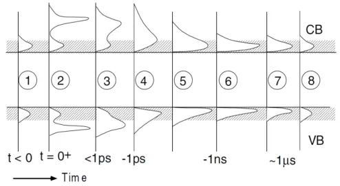 Figure 1.1: Time evolution of electron and hole populations after a laser excitation, from [3]