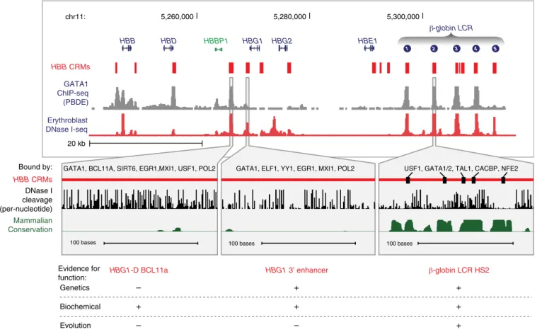 Fig. 4. Epigenetic and evolutionary signals in cis-regulatory modules (CRMs) of the HBB complex