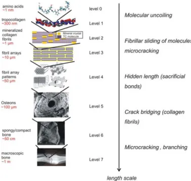 Figure 1. Hierarchical multi-scale structure of bone, showing  seven hierarchical levels, and their relation to the mechanisms  of mechanical properties (inlays in level 4-7 bone reprinted  with permission from Weiner et al