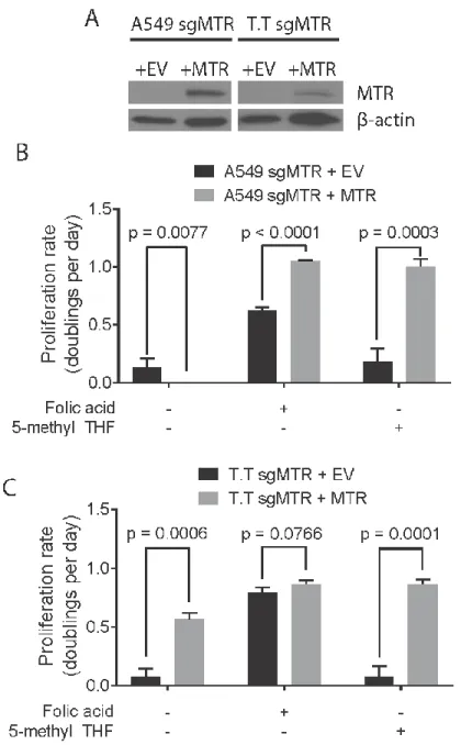 Figure  3.  Methionine  synthase  is  essential  for  growth  in  5-methyl  THF.  (A)  Western  blot  analysis  of  MTR  expression in A549 and T.T cells containing an sgRNA targeting MTR