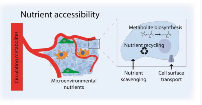 Figure 3. Nutrient accessibility to cells within tumors is driven by both cell-extrinsic and cell-intrinsic  variables