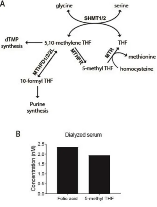 Figure  1.  Overview  of  folate  metabolism.  (A)  Simplified  schematic  of  folate  metabolism