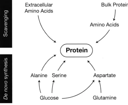 Figure  3: Selected  de  novo and  scavenging  pathways contributing  amino  acids  for protein  synthesis.