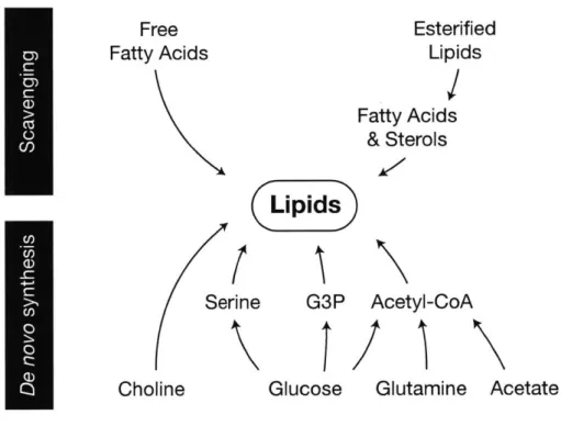 Figure  4:  De  novo  and scavenging  pathways  contributing  to the  cellular lipid  pool.
