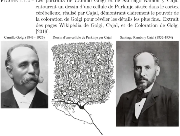 Figure 1.1.2 – Les portraits de Camillo Golgi et de Santiago Ramón y Cajal entourent un dessin d’une cellule de Purkinje située dans le cortex cérébelleux, réalisé par Cajal, démontrant clairement le pouvoir de la coloration de Golgi pour révéler les détai